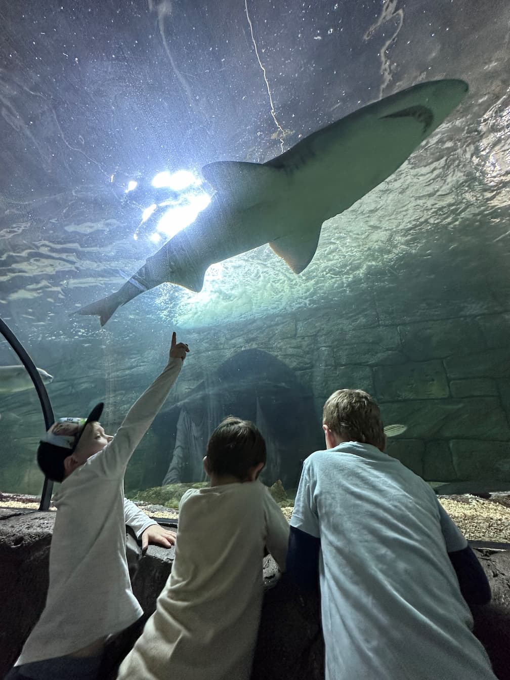 Sydney Sea Life Aquarium