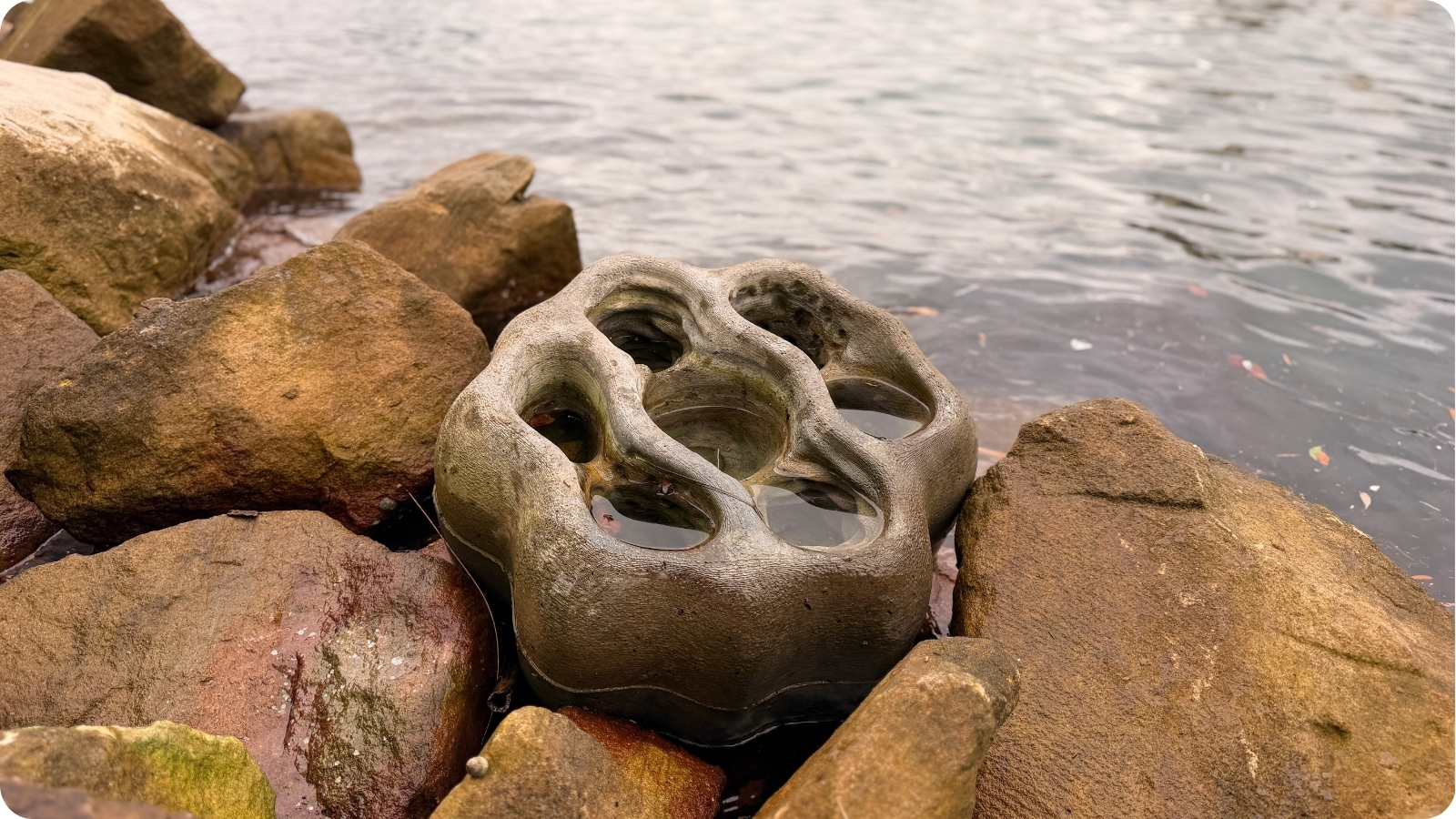 The Living Seawalls habitat boulder in the waters of Lavender Bay.