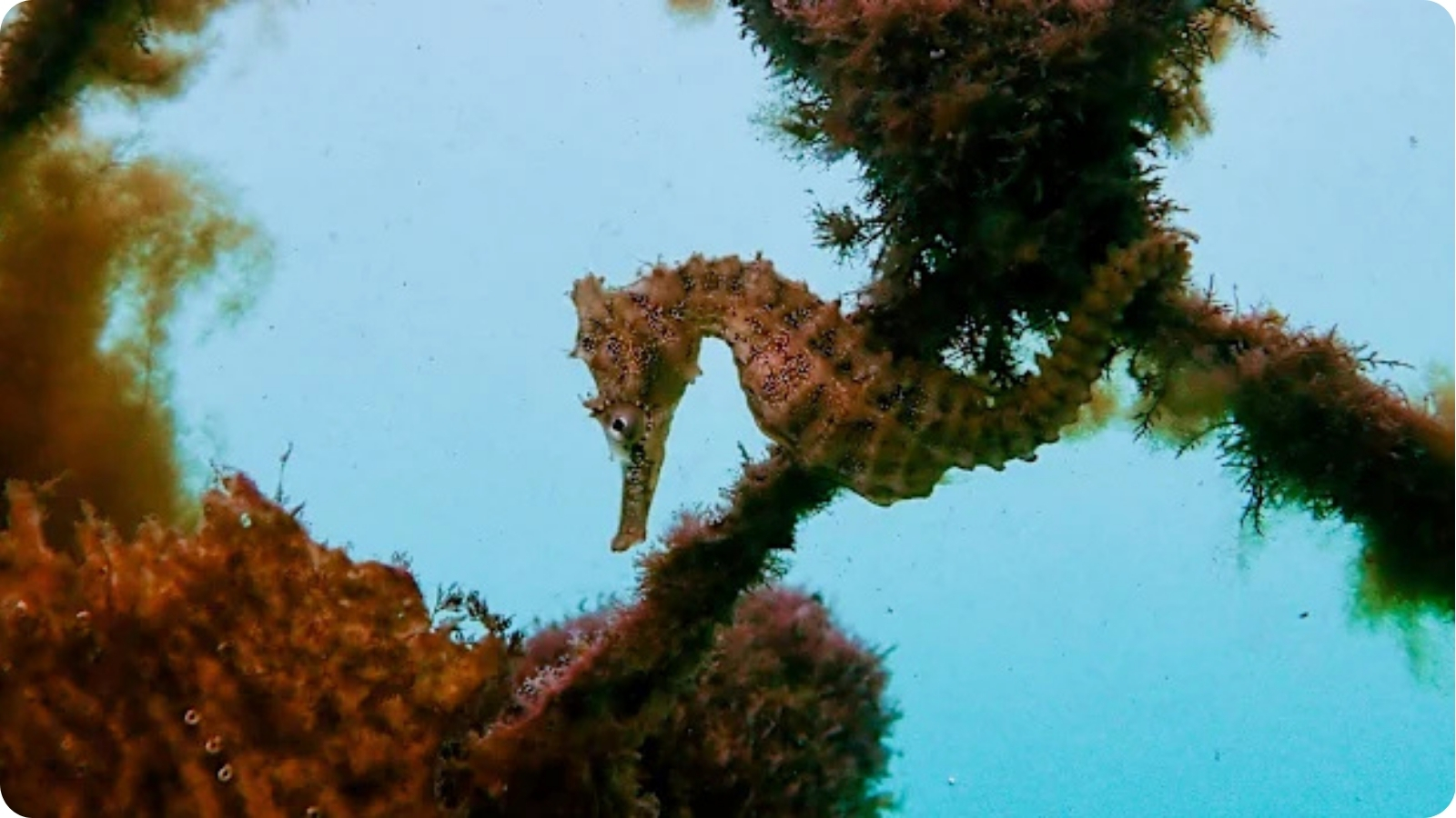 A wild seahorse clinging to an underwater structure in Sydney Harbour.